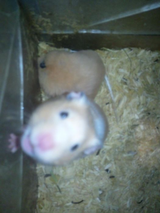 Королевский хомяк