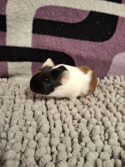 Rezerwacja Świnki morskie samiczki