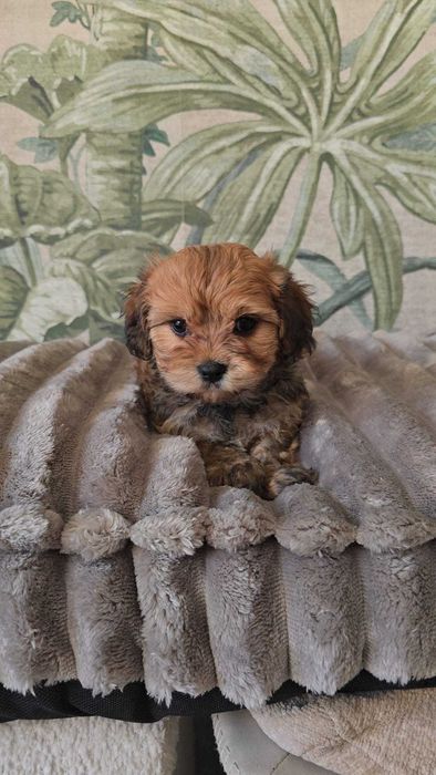 hawańczyk chłopiec