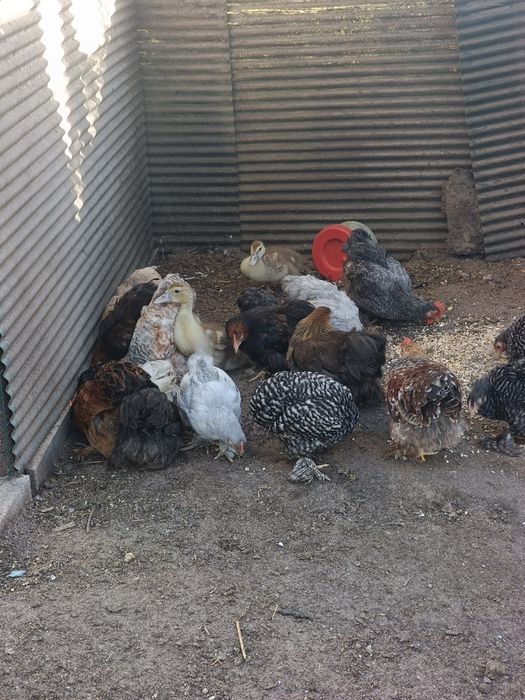 Pekins de Várias Cores