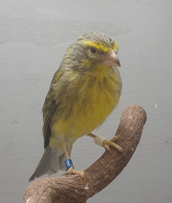 Samice bastardów z różnych połączenia