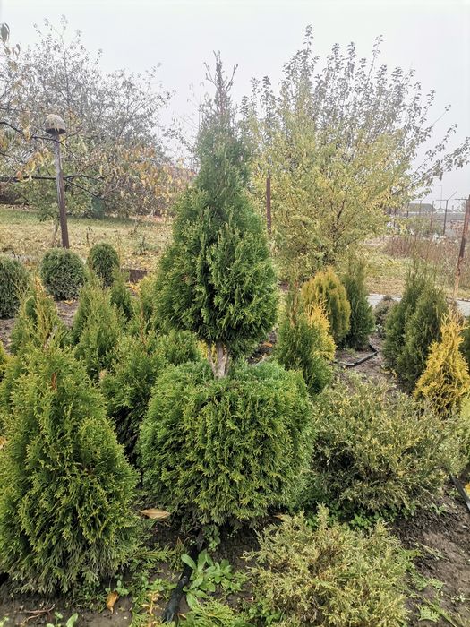 Туї Смарагд, шаровидні туї, барбариси, можевельники, самшит.