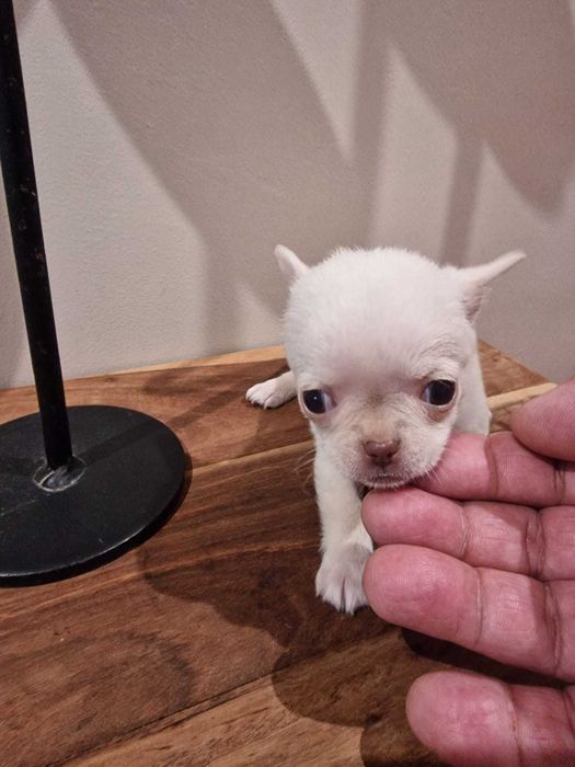 Chihuahua super Miniatura