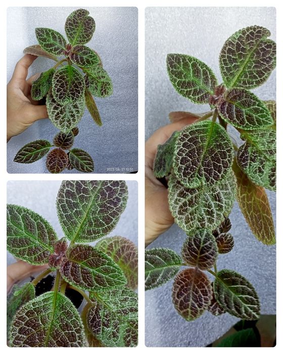 Эписции, Волосы Вероникиl,Tiger Stripe, Safari