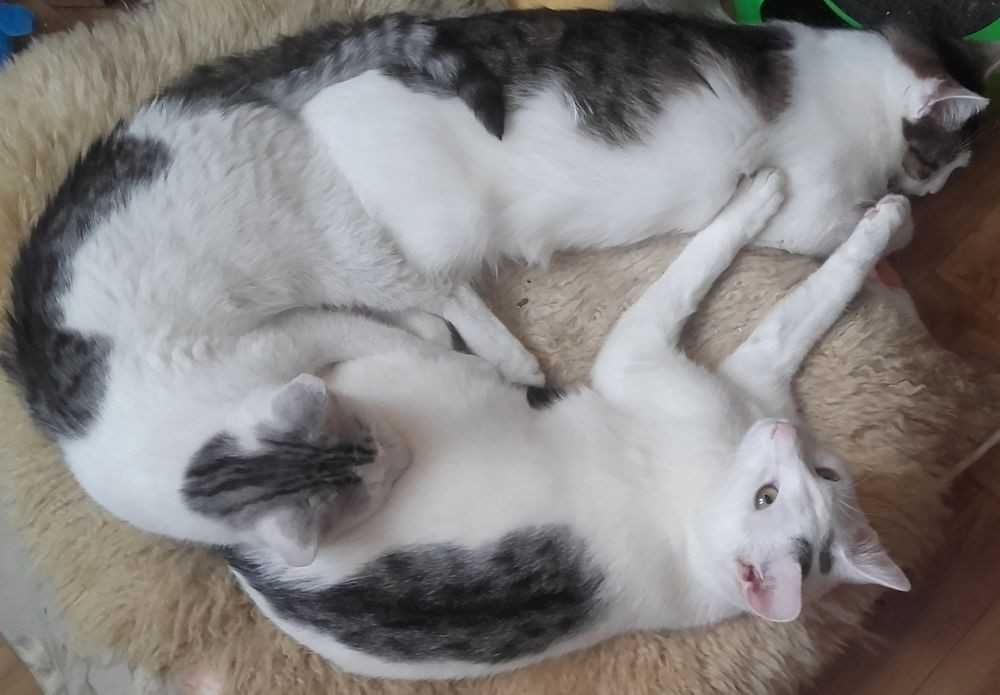 Łagodne misie kochają ludzi i koty, 8 mies.