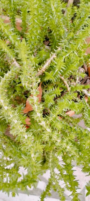 Suculenta Crassula muscosa