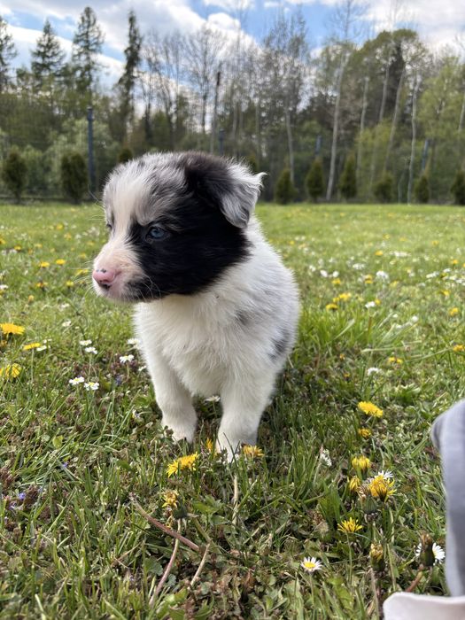 Szczeniak Border Collie