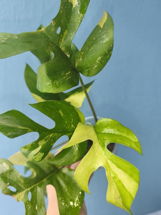 Монстера Minima variegata /Rhaphidophora Tetrasperma/