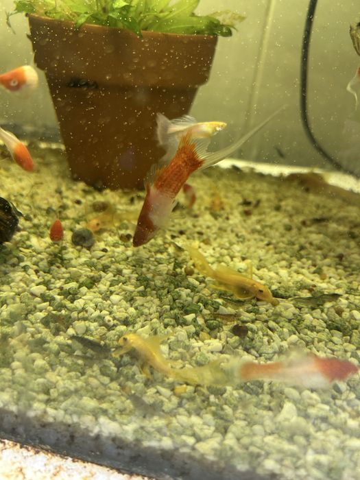Sprzedam samce koi