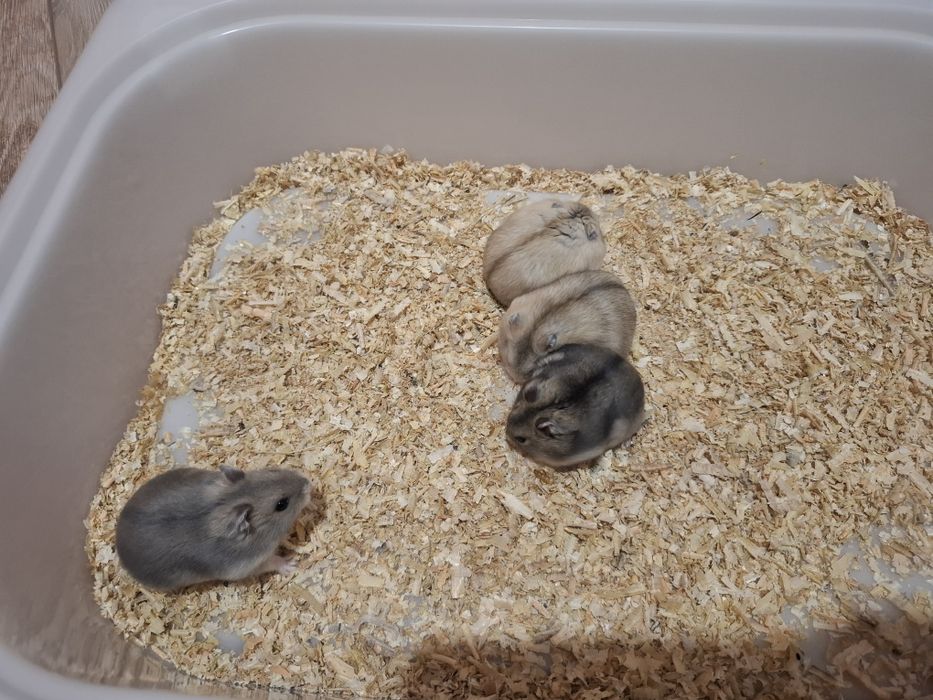 Chomik dżungarski chomiki dżungarskie młodziutkie