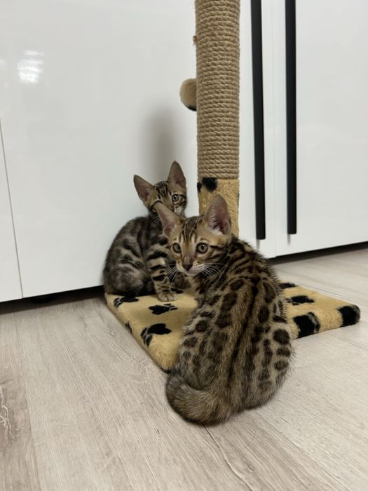 Бенгальські малята