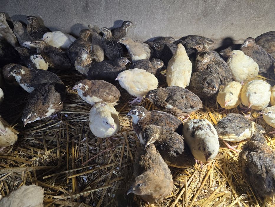 Przepiórki japońskie w różnej barwie