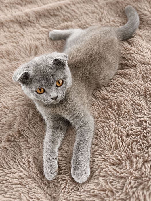 Продаётся милая серенькая кошечка