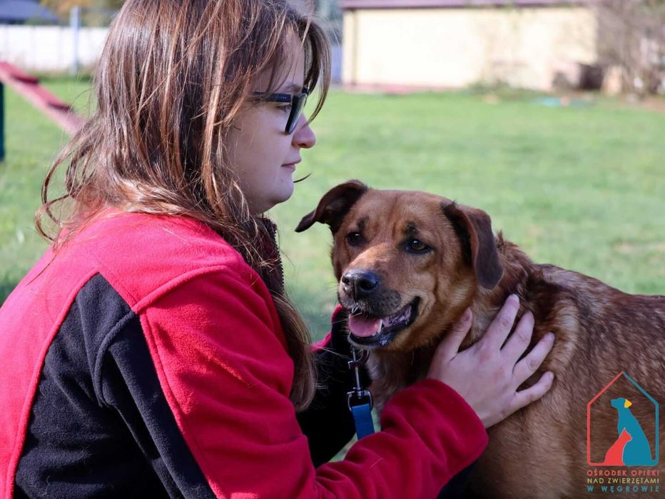 Pies który uwielbia się przytulać, lubi psy i koty - adoptuj