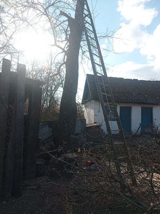 Спилювання дерев та косіння трави.