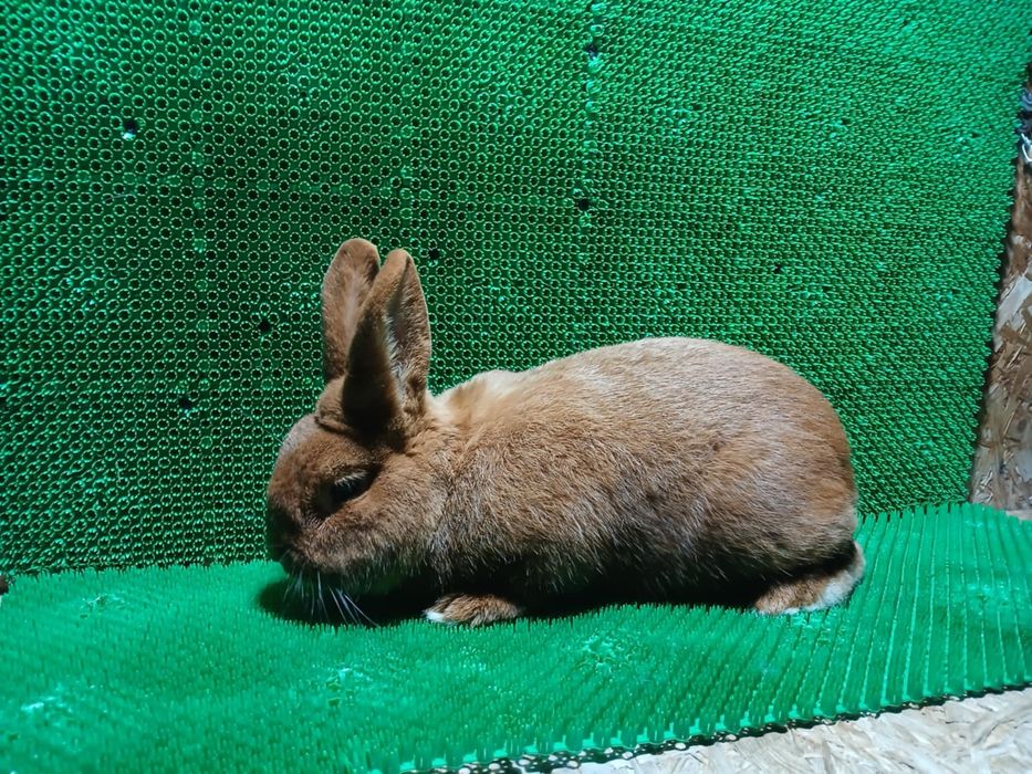 sprzedam króliki różne rasy