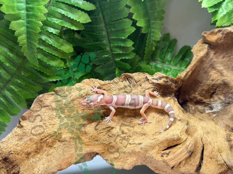 Gekon lamparci gekony lamparcie Konin