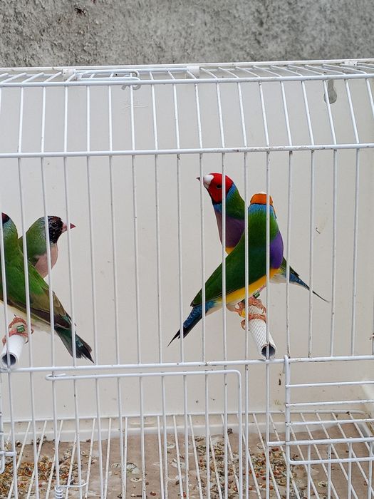 Diamantes de gould