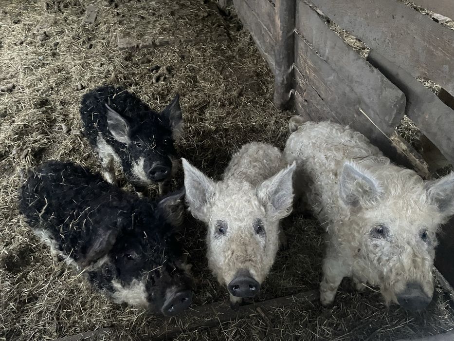 Продам поросят породи Мангал.(можливий торг)