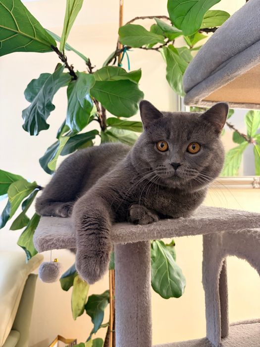 Kot reproduktor brytyjski krótkowłosy Aslan- british shorthair!