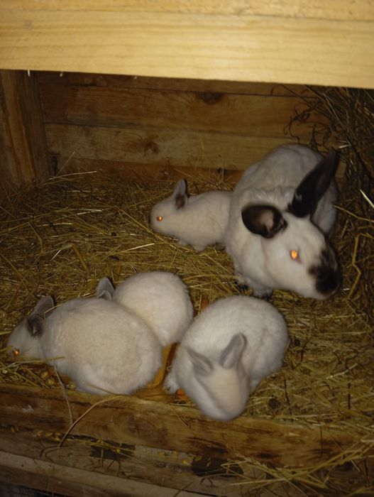 Królica kalifornijska z młodymi