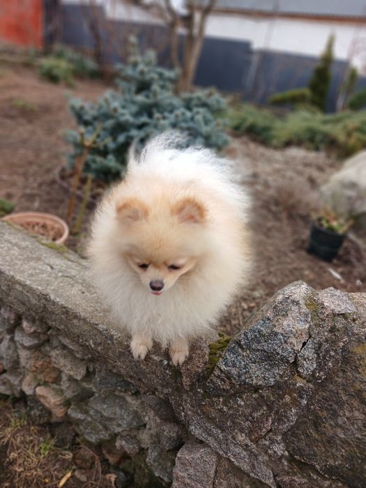 Померанський шпіц дівчинка