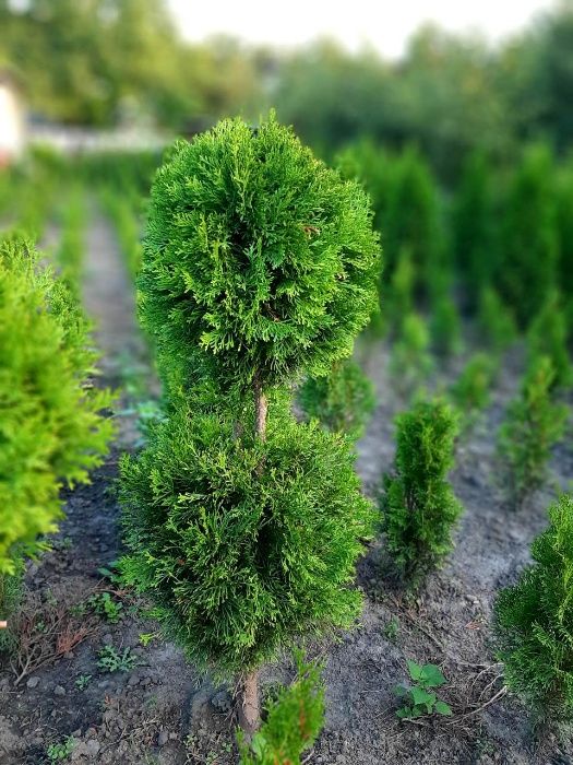 Туя Туї Смарагд 1