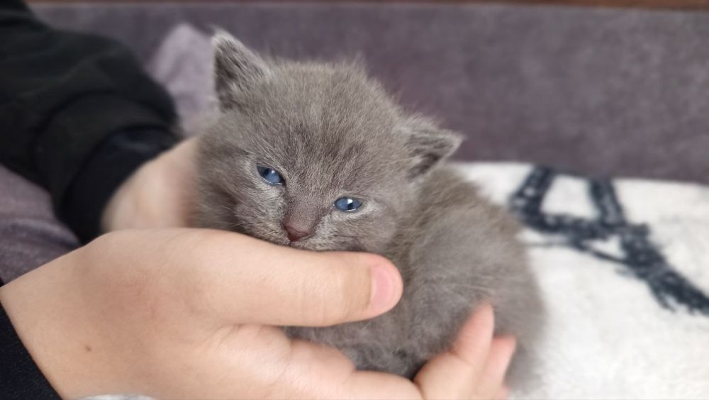 Кошенята помісь британки з місцевим