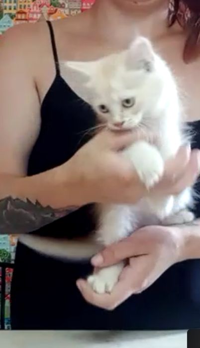 Кремовий котик мур мур