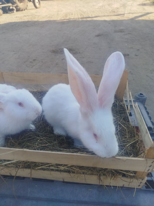 Młode samice olbrzyma belgijskiego