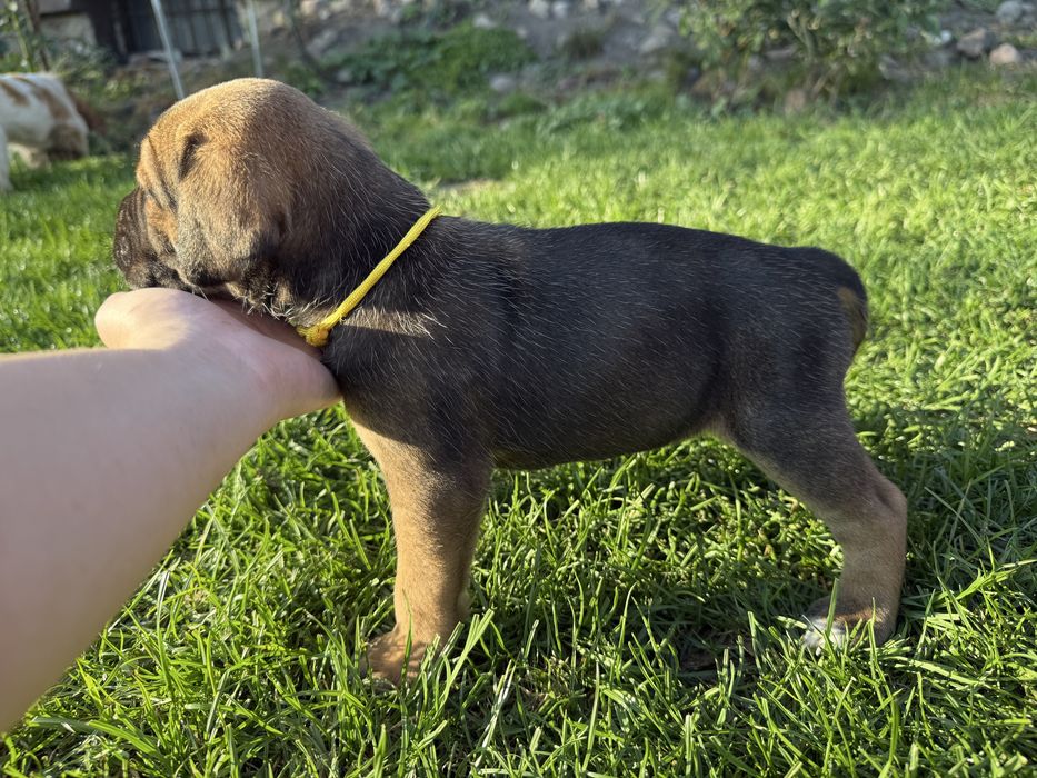 Cane Corso szczeniak
