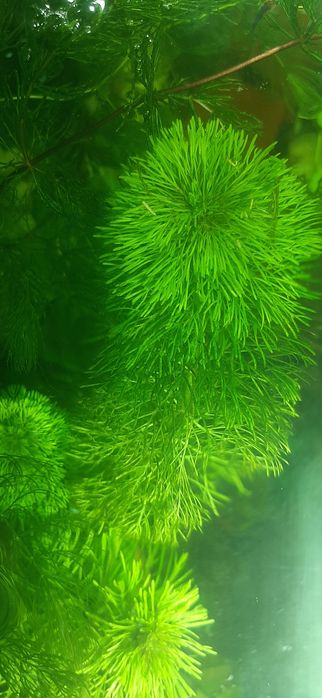 Аква рибки і рослини по доступним цінам