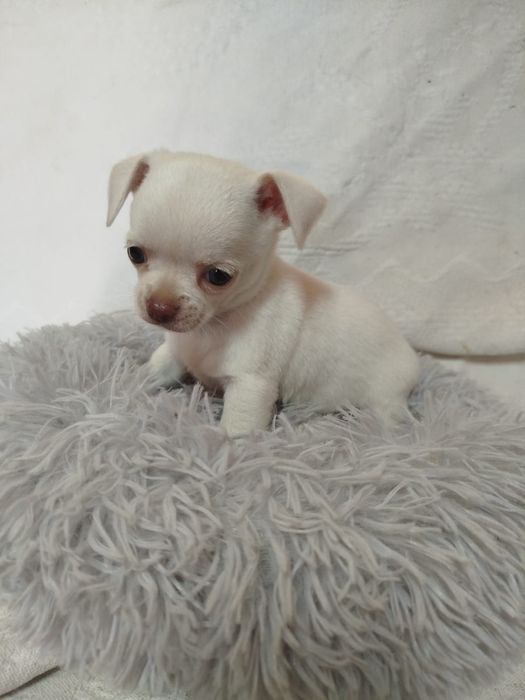 Chihuahua macho pelo curto