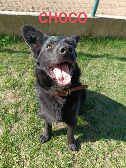 Pieski do adopcji