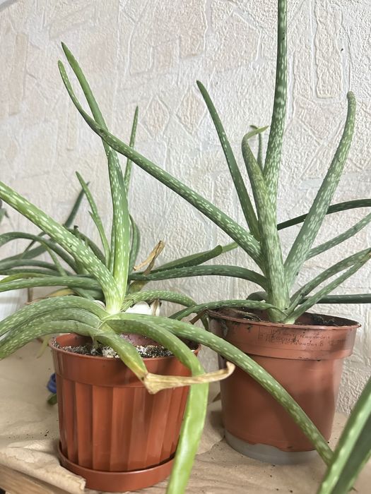 Продам алоє 3-5 річні