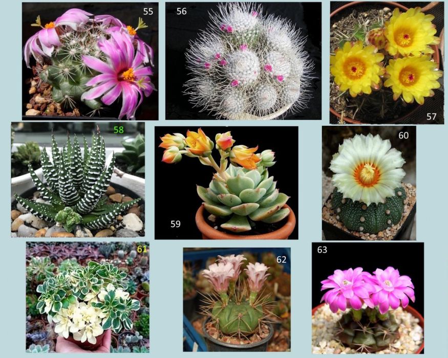 Кактуси, сукуленти для флораріума, мамілярія, гімнокаліціум
