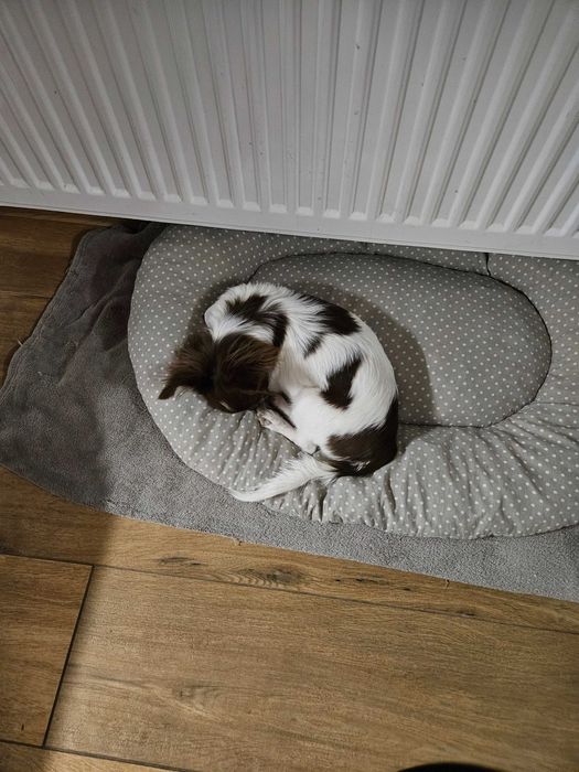 Chihuahua długowłosy czekoladowo-biały piesek