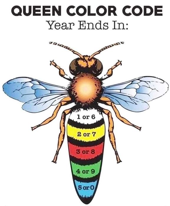 Aulas de Introdução à Apicultura