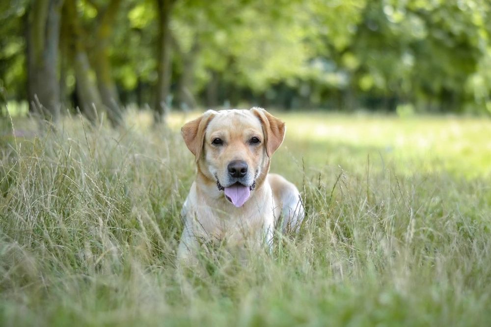 2 letni psiak w typie labradora szuka kochajego Domu!