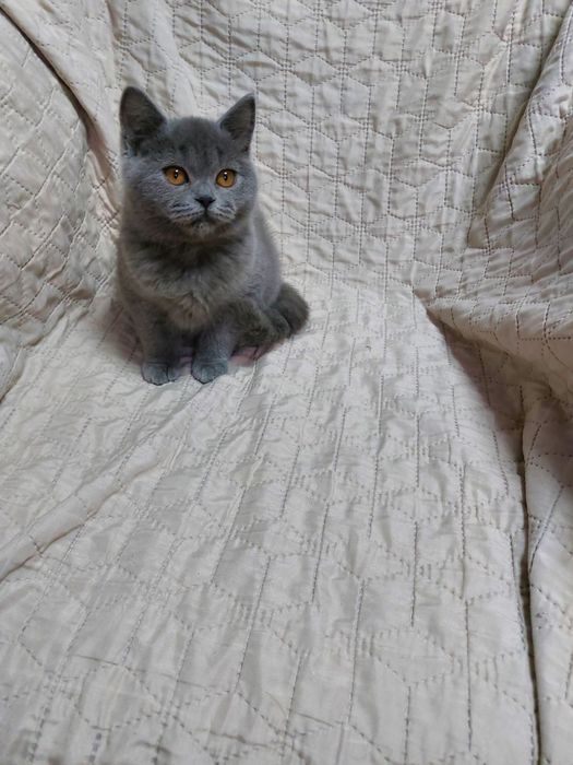 Шотландский скоттиш страйт