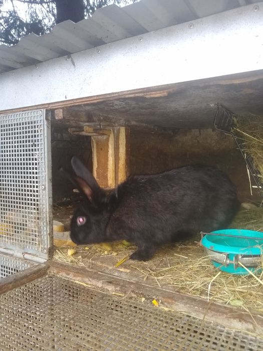 Króliki Samce i Samice mieszane