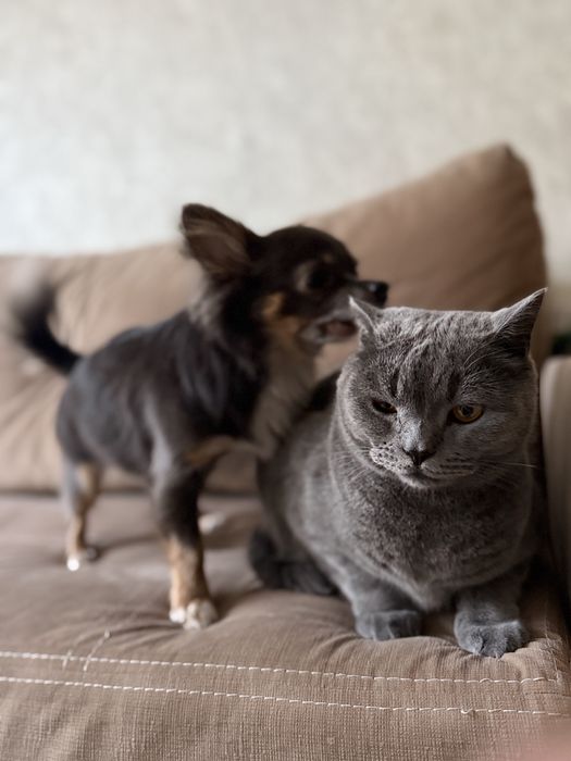 Домашня перетримка собак та котів, зооняня,