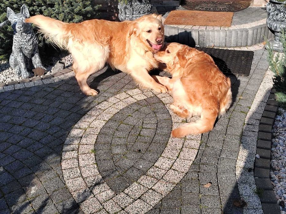 Golden retriever piesek po Championie Pakiet Badań DNA