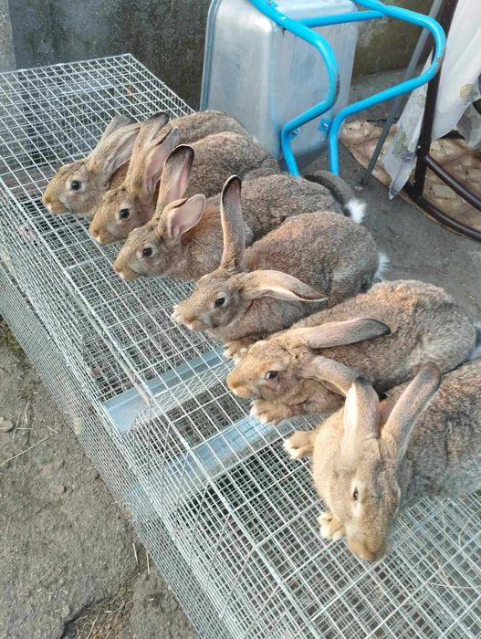 Кролі живою вагою, кролики