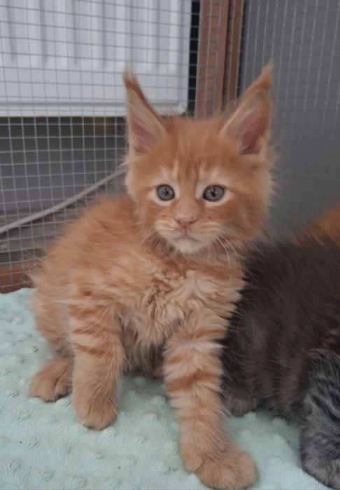 Rudy chłopczyk Maine  Coon