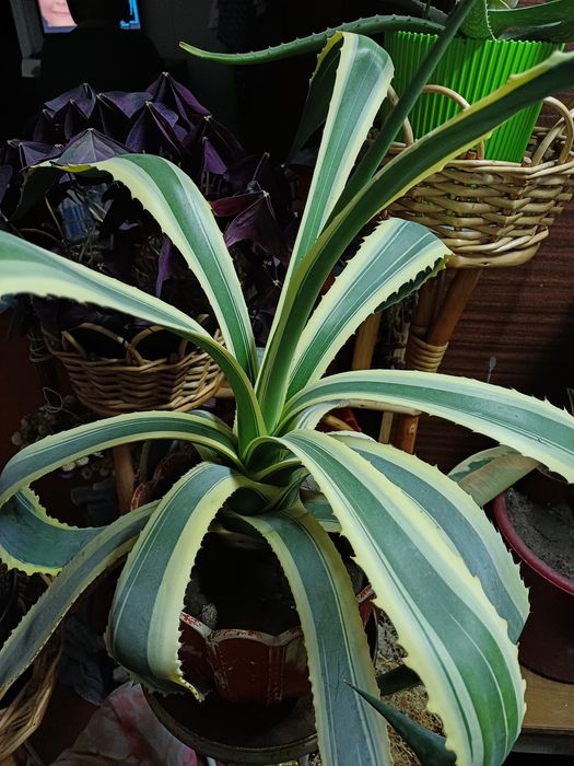 Агава американська