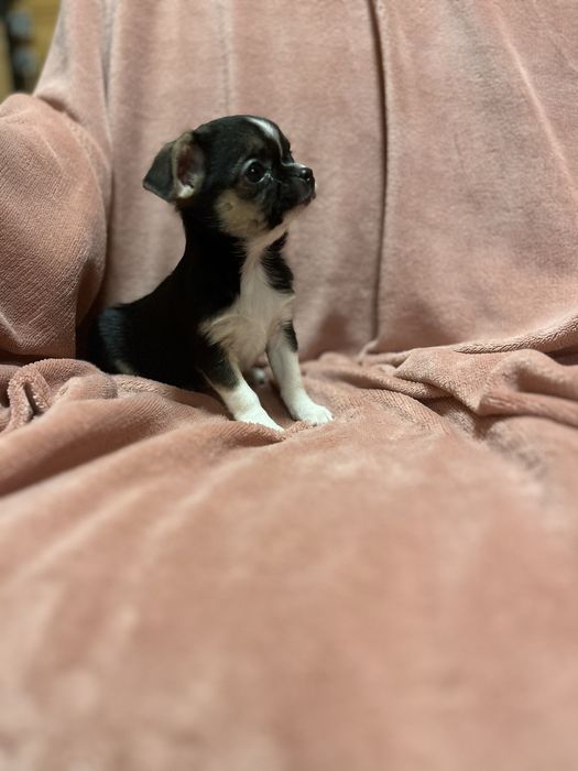 Chihuahua Krótkowłosa z Rodowodem