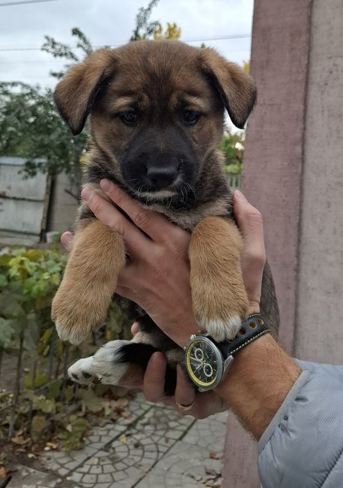 Продам щенков немецкой овчарки