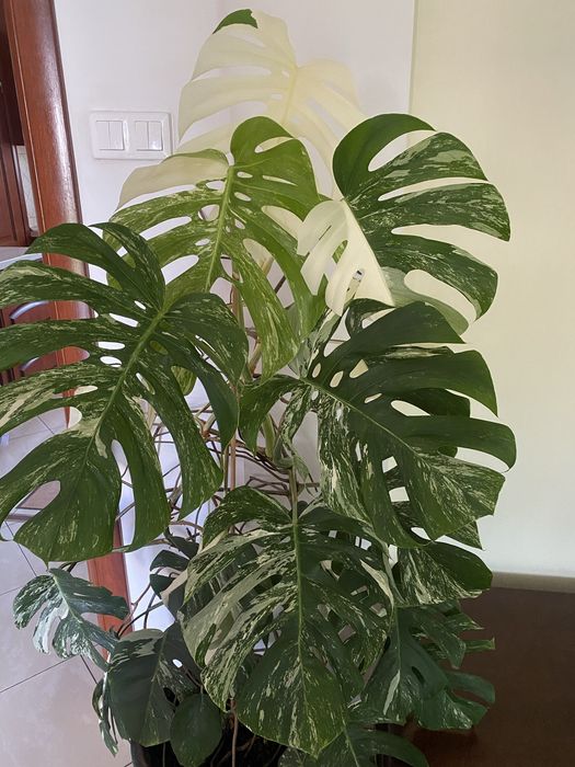 Monstera Verigata 27 liści