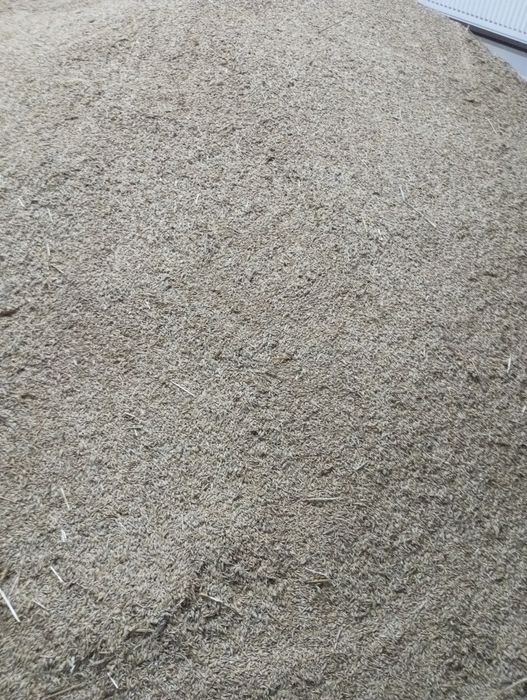 Owies ozimy kws snowbird